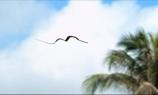 here-i-present-the-paradise-snake-or-the-golden-tree-snake-family-of